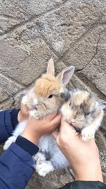 pitbul balaları: Cins boyumeyen dovşan balalari. Tek ve top satilir. Çatdirma metro ve — 5