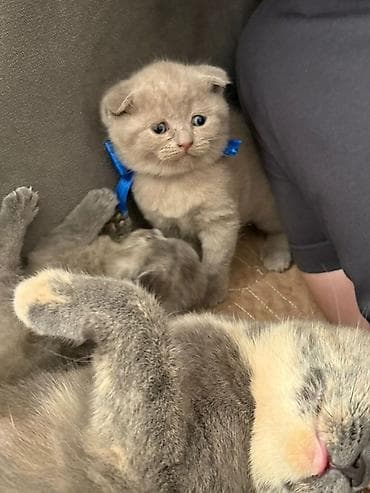 Şotland yastı qulaq, Dişi