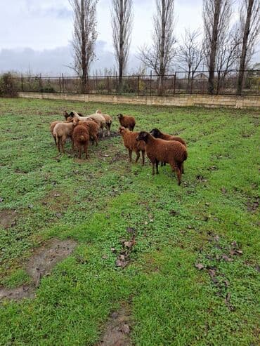 Информатика: Salam.14 baş əmilik quzudu.Onlardan 8 erkek 6sı dişi quzudu.Real — 3