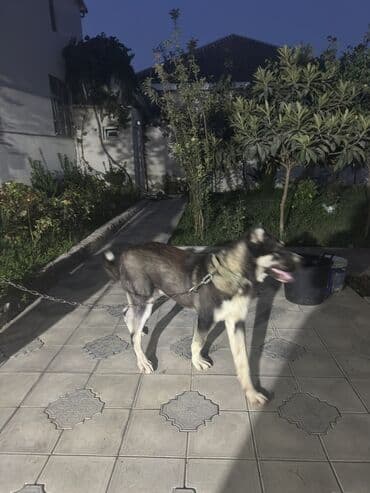 it alanlar: Qurdbasar, 8 ay, Erkek, Peyvəndli, Ünvandan götürmə — 8