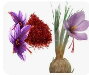 krivetka qiymeti: Zəfəran yerli bilgəh sortu nardaranda yetişir gördüyünüz kimi — 3