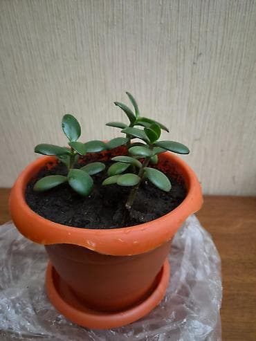 agac satisi: Crassula ovata (Pul ağacı) Bitki tam sağlamdır, zərərvericilər — 1