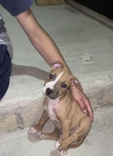 İtlər: Pitbul, 2 ay, Dişi, Peyvəndli — 1