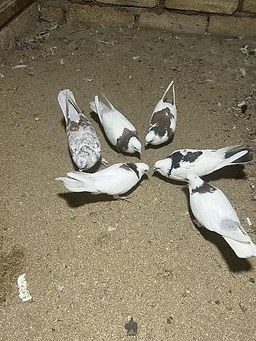 drakon göyərçin: Heyvanlar Satılır İsdeyen Olsa 7/24 Cvb verilir İ — 3