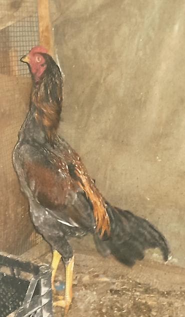 cins it: Salam, Heyratı kül beçə satılır. Cinsi brazil, 7 aylıqdır. Təzə bana — 1