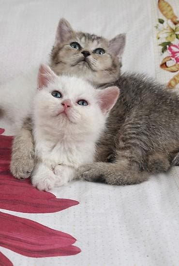 maykonq pişik: Ev pişiyi balaları – ağ və tünd krem rənglərdə, mavi gözlü - Növ: ev — 5