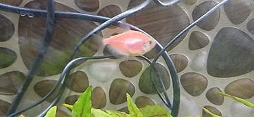 neon balığı: Tetra balığı, Sülhsevər — 2