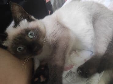 pişim: Siam, Erkək, Ünvandan götürmə — 1