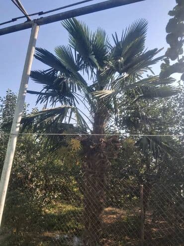 tatli un memulatlari gunesli: Razılaşma yolu ilə — 3