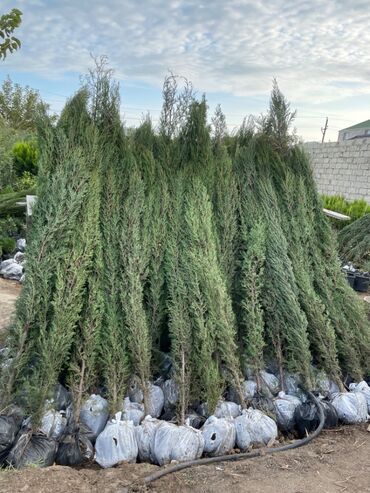 üzüm ağacı: Sərv agaci. uz qalxan qələm yolka. Butun nov agaclarin satisi — 1