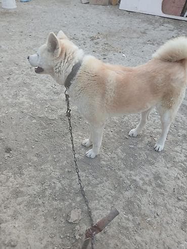 çəpiş satışı: Akita-inu, 1 il, Dişi — 2