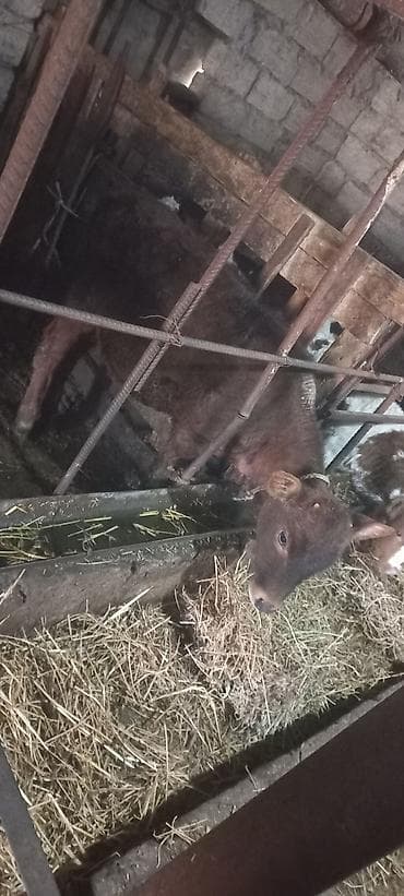 K/t heyvanları və malları: Satış üçün: Qoyun-quzu və buzovlar - Ana qoyun balası ilə birlikdə — 4