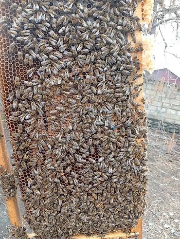 13 ədəd Arı ailəsi satılır. arılar tam sağlamdır bütün dərmanlar