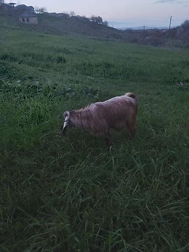 kənd toyuqlarının satışı: Məhsul: Təkə (2 baş) Təsvir: - Uzun tüklü, yarıdaraq qəhvəyi–sarı — 8