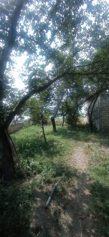 ehmedlide torpaq satilir: 10 sot, Biznes üçün, Mülkiyyətçi, Kupça (Çıxarış) — 4