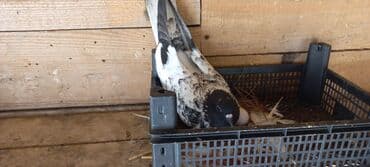 göyercin yuvası: Məhsul: Qüvvətli uçuş və baxımlı görünüşə malik ev göyərçinləri — 32