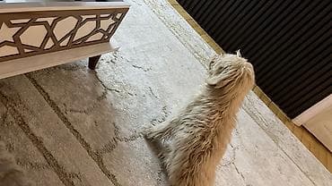 it qiz sekilleri: Pudel, 5 ay, Dişi — 4