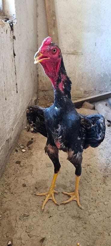 lider 55 cücələri: Heyratı Chu Şhamo. Yanvarda çıxıb, 4 kq-a yaxın Çəkisi Var — 3