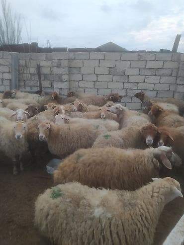 kreditle heyvan satisi: Qoyun sürüsü – ətlik və damazlıq üçün - Növ: yerli-qarışıq cinsli — 2