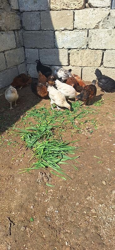 kent cüceleri: Toyuq cücələri, Damazlıq, Ödənişli çatdırılma — 4