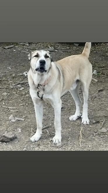 İt – iri cüssəli, güclü quruluşlu, qısa-qalın tüklü, qum rəngində (ağ lalafo.az -da İt – iri cüssəli, güclü quruluşlu, qısa-qalın tüklü, qum rəngində (ağ