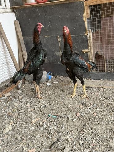 K/t heyvanları üçün mallar: 7 aylıq beçələrdi cüt 150 azn — 2