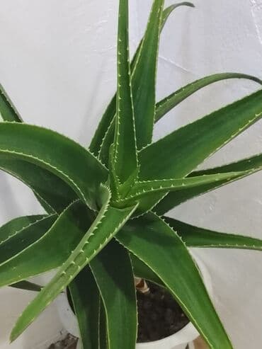Aloe vera (sukulent) – dibçəkdə yetişdirilmiş dekorativ-şəfalı bitki