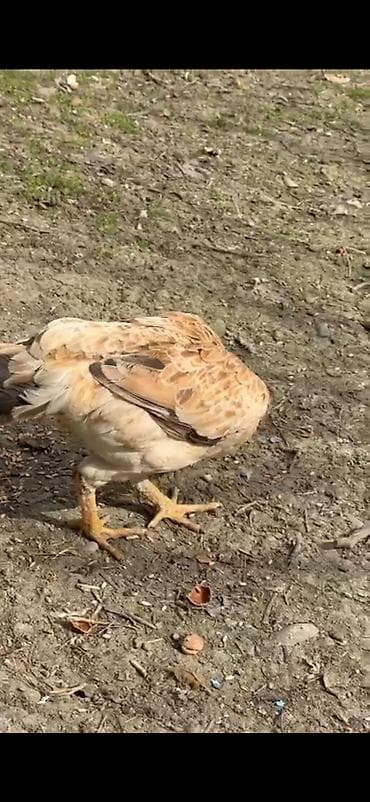 Toyuq cücələri, Ətlik