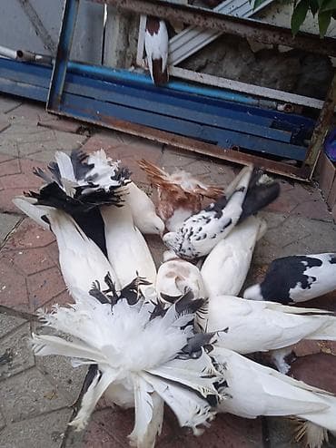 Salam pavlin satılır üç ədədirucu birlikdə 50manat