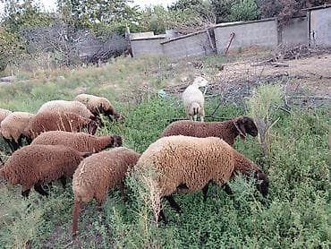 at satiwi: Dişi, Qala, il: 1, 50 kq, Damazlıq — 3
