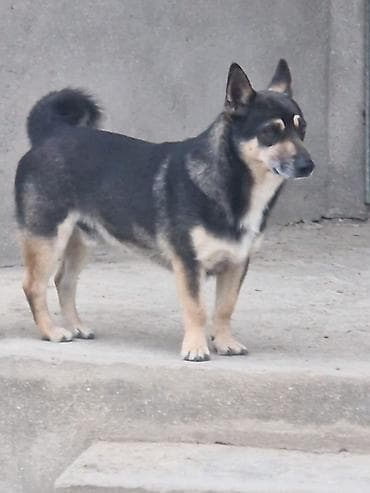 bala it: Zvonok — 3