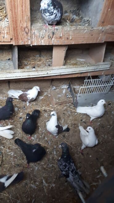 sumqayit goyercin: Məhsul: Ev göyərçinləri (bir neçə rəngdə və növdə) Təsvir: - — 4