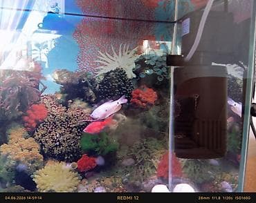 neon isiqlar: Akvarium satıram 35×50×90. Baliqlarnan biryerdə (ancitrus və — 3