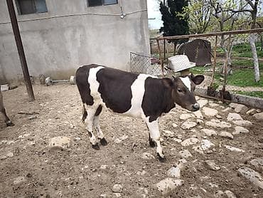 Dana, buzov, Dişi, Holsteyn, Simental, ay: 1, Damazlıq, Südlük, Ünvandan götürmə, Ödənişli çatdırılma