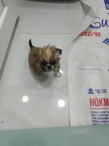 hələb keçisi satılır: Pekines, 2 ay, Dişi — 2