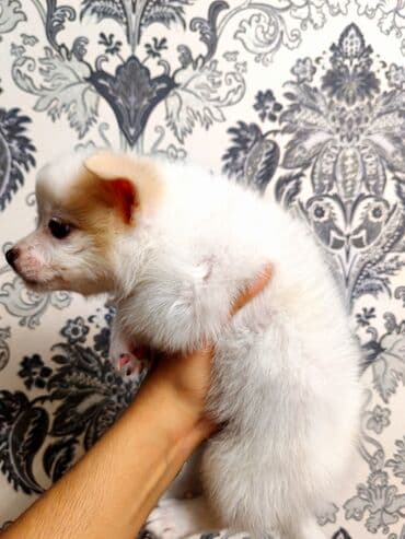 сколько стоит щенок чау чау: Чихуахуа, 4 месяца, Самец, С прививками, Самовывоз — 3