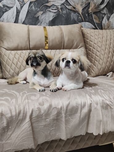 çoban iti satisi: Pekines, 11 ay, Dişi, Peyvəndli, Ünvandan götürmə — 2