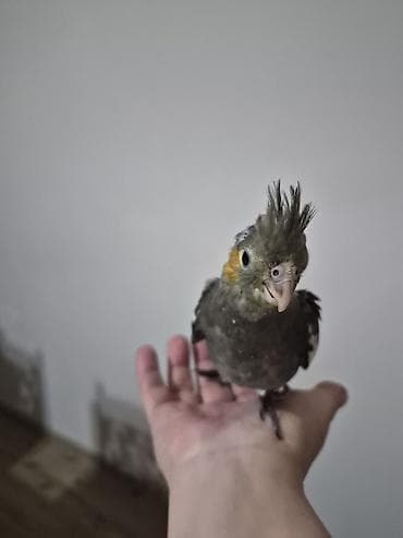 boyuk papuqay: 1ay yarımlıq bala ələ gəlir dişləmir yemə düşüb vitaminləri verilir — 3