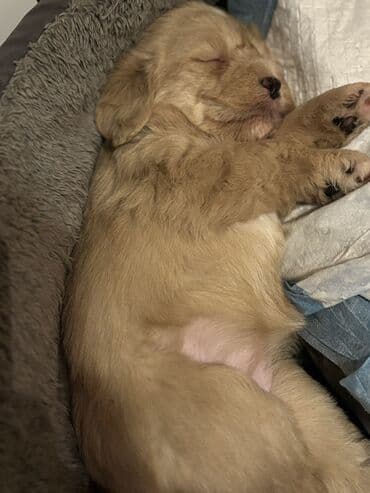 Digər heyvanlar: Balaca it balaları (şirin, tüklü yavrular) Təsvir: - Rənglər: açıq — 4