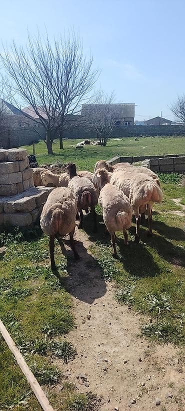qoyun quyrugu: Qurbanliq ve toxumluq Qoclar ve quzular 40 kilodan 70 kiloya qeder her — 3