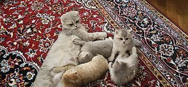 meymun balası: Britan, Erkək, Dişi, Yaxşı əllərə, Ünvandan götürmə, Ödənişli çatdırılma — 4