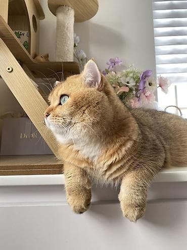 шиншилла котенок купить: Золотая шиншилла, Самец, В добрые руки, Платная доставка — 3