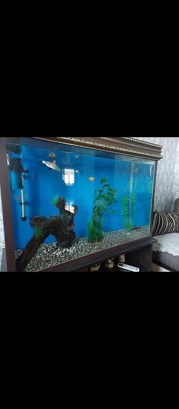 Böyük akvarium.icində 8 dənə balıq və bütün aksesuarlariyla birgə 180