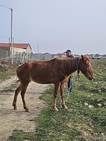 at şekilleri: At dişidi 5 yaşi var bidefe bala verib mende otlax yerim olmadiqina — 2