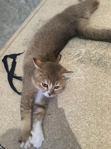 Digər heyvanlar: Britan — 7