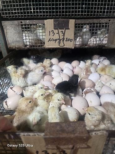 en ucuz at: Salam Allah herkesin coreyin versin. lider55 .Xarkov qenberi — 10