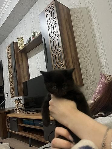 anqora pisik satilir: Dişi, Yaxşı əllərə, Ünvandan götürmə, Ödənişli çatdırılma — 3