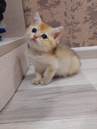 Qızıl şinşilla, Erkək, Dişi, Yaxşı əllərə, Ünvandan götürmə lalafo.az -da Qızıl şinşilla, Erkək, Dişi, Yaxşı əllərə, Ünvandan götürmə