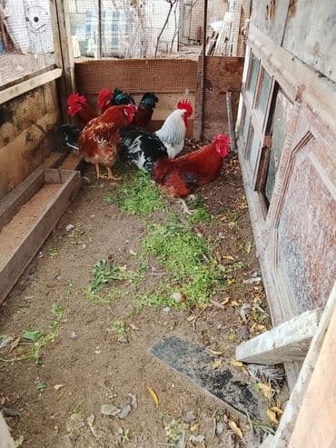 K/t heyvanları üçün mallar: Salam sağlam həyət xoruzları 10ədədi birdən satılır biri 18mant — 5