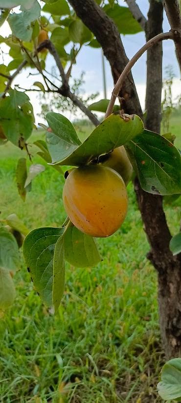 saf su: Salam ərazi Mingəçevirə çox yaxın Günəşli qəsəbəsinin yanında cəmi — 5